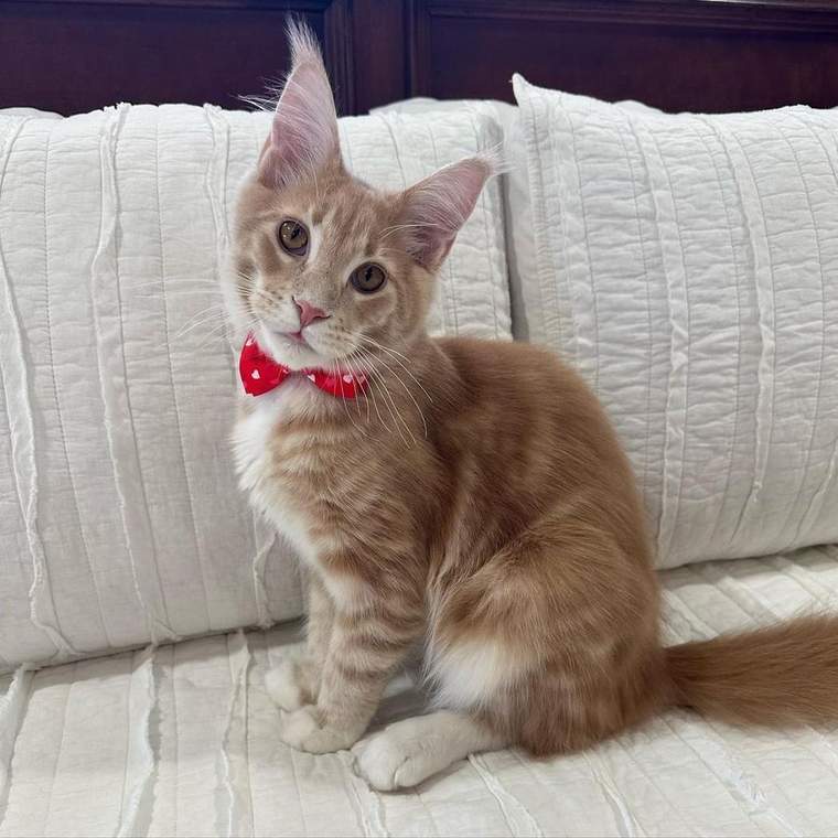 Charlie