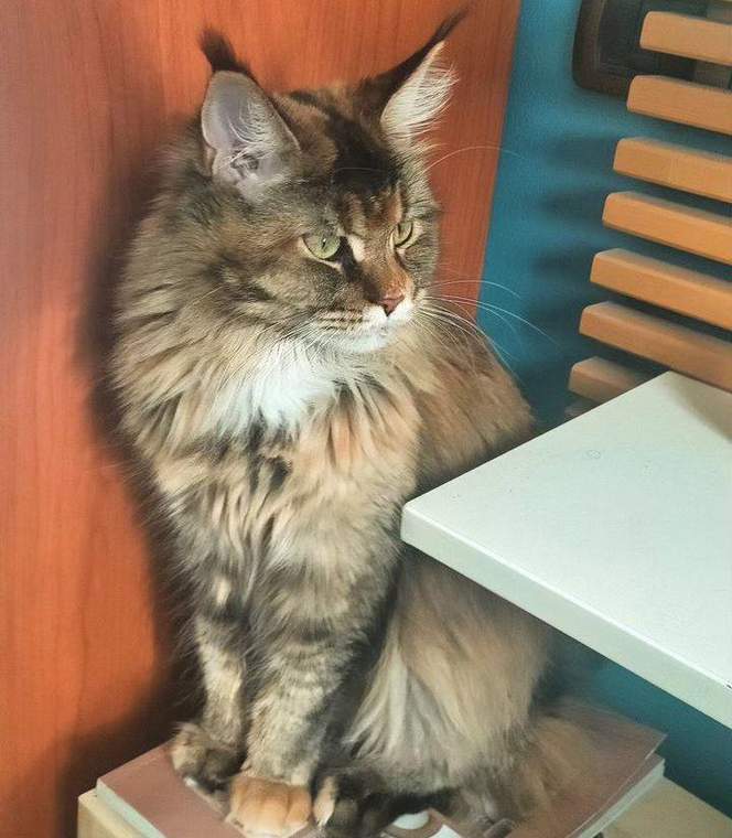 Milo