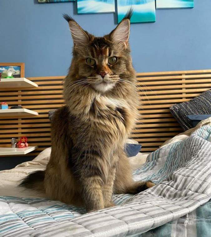 Milo photo 3