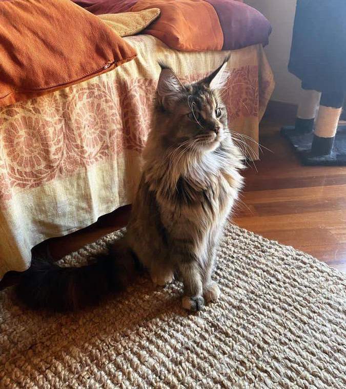 Milo photo 4