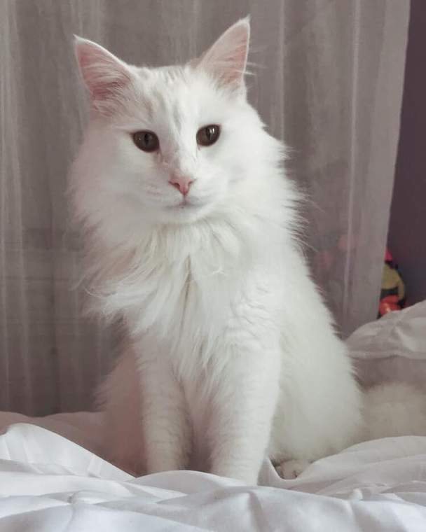 Milo
