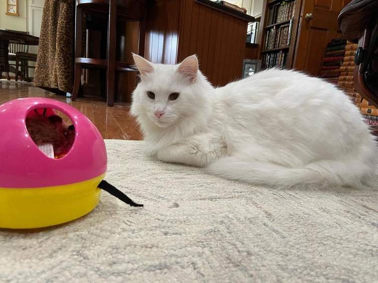 Milo photo 2