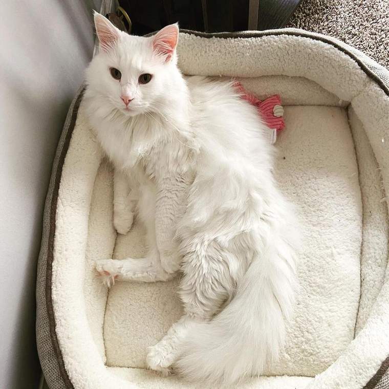 Milo photo 3