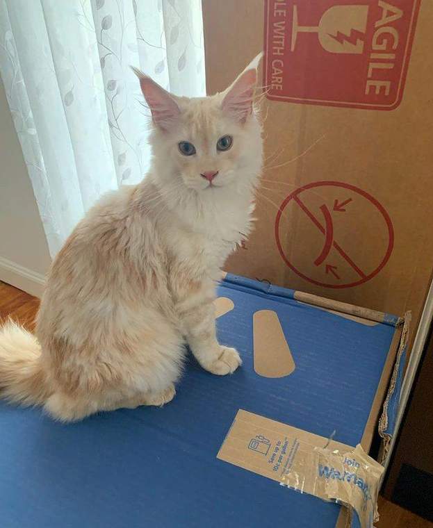 Oscar